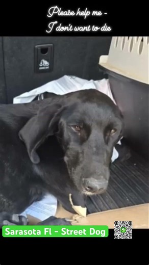 CRITICAL CONDITION!Please donate! This sweet boy needs immediate vet care.➡️ LOCATION: SARASOTA, F…