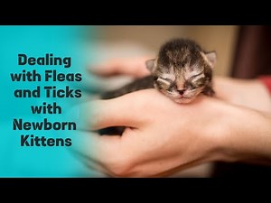 The Safest Approach: How to Deal with Fleas and Ticks with Newborn Kittens 🐾