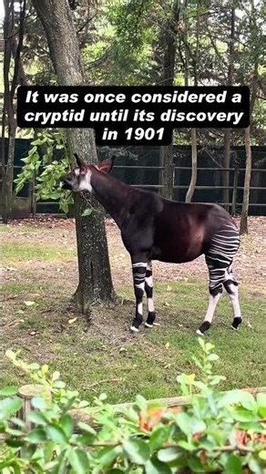 This odd-looking animal was once a cryptid 🌍🦄