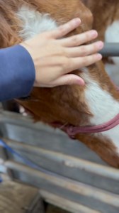 22K reactions · 3.4K shares | BLIND SENIOR PAINT HORSE INSIDE THE...