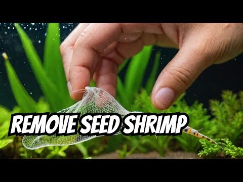 How to control or remove seed shrimp in the aquarium.