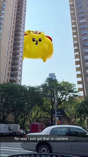 Missing Cat - HELP US