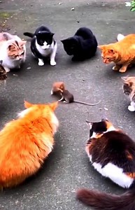 "8 Cats Watching Live… While Two Mice Fight a Full-On World War 😂🔥"|| #shorts #FunnyAnimals