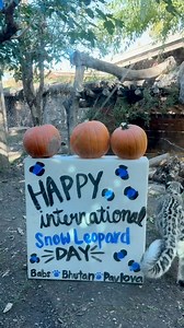A universal truth: cats 🤝 boxes. It's International Snow Leopard Day and this family is celebrating in true big cat fashion! 1.5 year old cubs Pavlova and Bhutan keep getting bigger by the second (🤯) and are certainly keeping mom Babs on her toes. Snow leopards are among the most elusive and vulnerable species, often called the ghosts of the mountain. With populations continuing to decline, supporting these remarkable cats is essential to their future. 💙 To support the care and conservation o