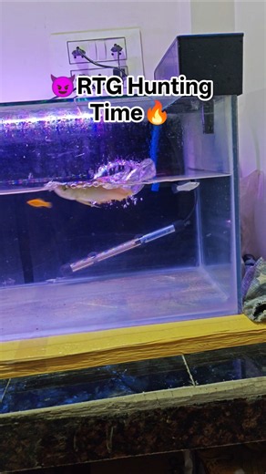 😈 RTG Arowana | The Ultimate Hunter🔥#fish #fishtank #aquarium #hunting #pets #rtg #arowana #shorts