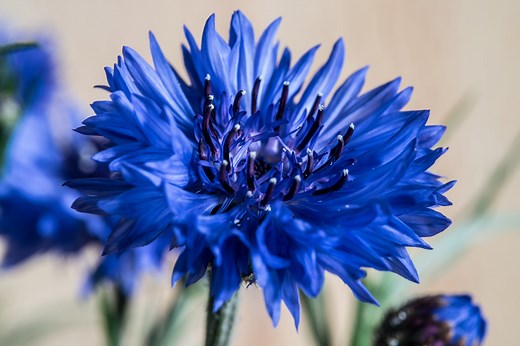 July’s prettiest blooms: 10 summer flowers in season now
