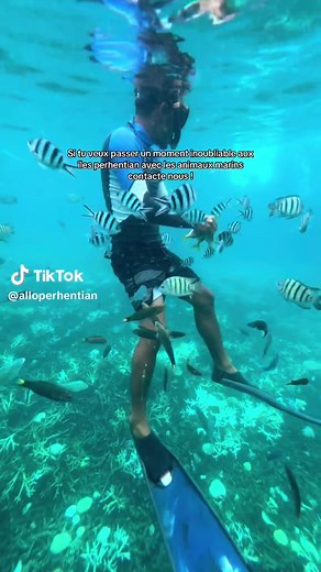 Excursions Inoubliables aux Îles Perhentian