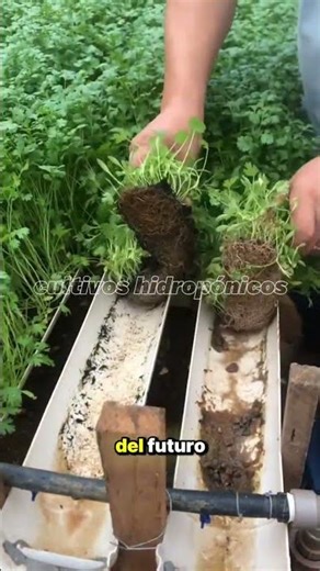 Learn to grow your own food at home 🥦🥬 #hydroponics