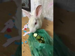 Rabbit Screaming 😱