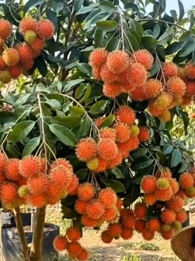 Tips for Caring for Rambutan Bonsai Plants