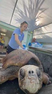 Sea Turtle rescued from Barnacles