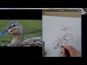 How to Draw Ducks