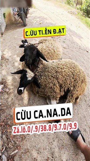 Close-up of Canadian sheep preparing for shipment, top-quality, flawless selection #trends #sheep...