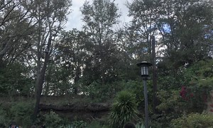 Club 33 is Finally Coming to Animal Kingdom | Chip and Company