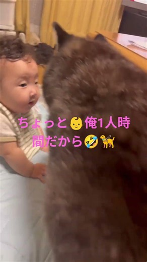 #慢性腎不全 #柴犬 #黒柴 #ハイシニア #老犬#認知症 🤣