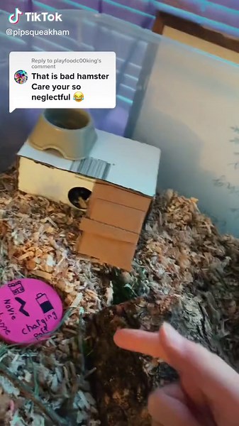 Hamster Care Tips for Better Pet Management