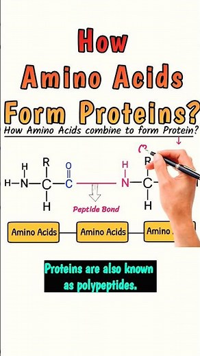 How Amino Acids Form Proteins? #protein #aminoacid #peptides #chemistry #shortvideo #shorts #viral