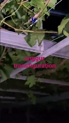 anggur transfiguration
