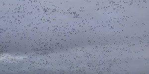 VIEWER VIDEO: Thousands of Geese flock near Gueydan