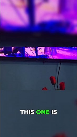 OMG! A Giant Grey and Red tokay gekko!