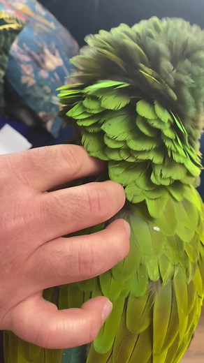 Understanding Pin Feathers in Birds