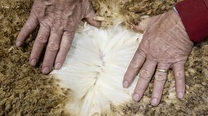 New merger leaves just one early-stage wool facility in Australia