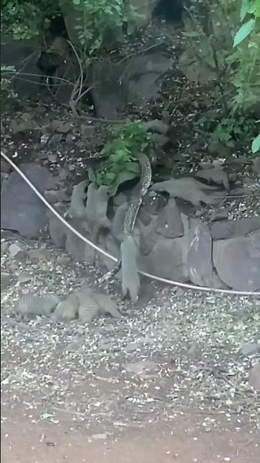 Mongooses fight back against a python #natureismetal #keepnaturemetal