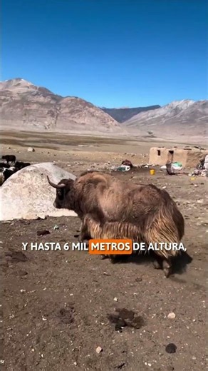 El REY bovino PELUDO del HIMALAYA 🏔️🦬🥶 #vacas #himalayas #mundo