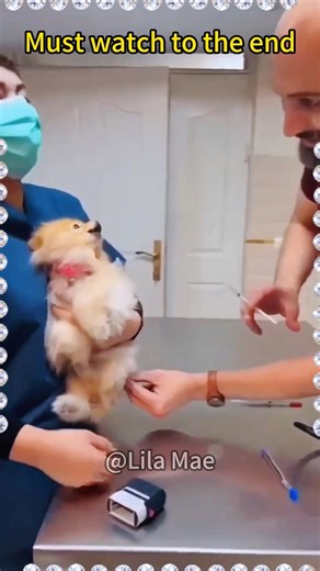 We dare you… try not to laugh! 😂 #ImpossibleChallenge #FunnyVideo #LOL