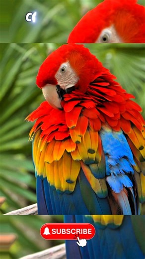 macaw birds🐦 full detail 🌎🌎