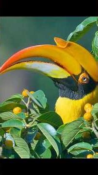 The forest benefits from the birds' squabbling #wildlife #animals #shortvideo