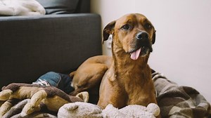 What Breed is My Dog?  How to Identify a dog’s breed
