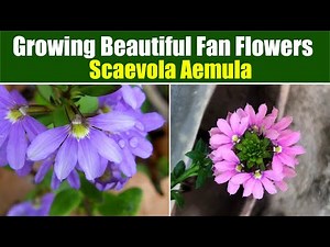 Fan Flower Fantasia: Mastering the Art of Growing Scaevola Aemula