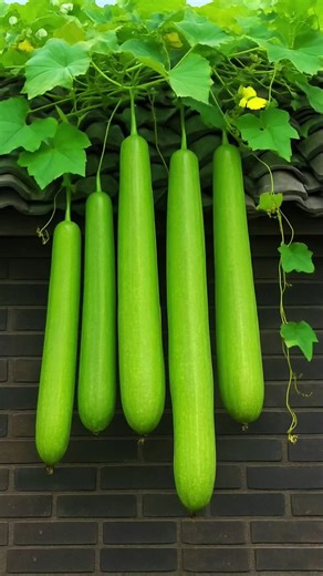 hand pollination techniques #gardening #farming #gourd #handpollination