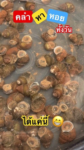 หาหอย #subscribe #like #share #shellfish #หอย #หาหอย #งมหอย #หอยขม #ทำมาหากิน #คนบ้านนอก #ลูกทุ่ง