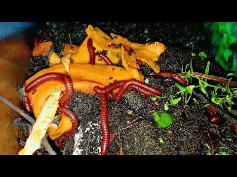 Your Ultimate Guide to Millipede Care: From Terrarium Setup to Feeding!"