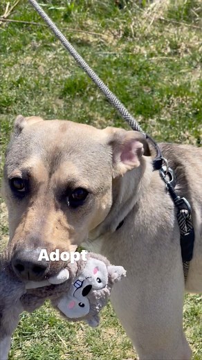 73 reactions · 35 shares | Meet Bubba D! Bubba has been waiting months for his forever home. Meet him today! | Lakeland Animal Shelter | Facebook