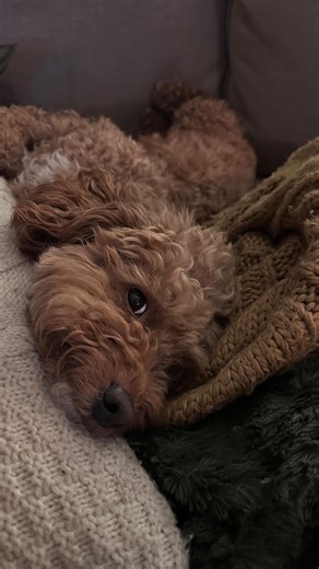 Preston in the City🐶 | Is it just me or has it been a long week? 😴 ⠀⠀⠀⠀⠀⠀⠀⠀⠀⠀⠀ #prestoninthecity #dogsofnyc #dogsofinstagram #explorepage #cockapoo #exhausted... | Instagram