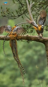 Watch the majestic Reeves’s Pheasant spread her wings in grace — followed by the magical charm of the Indian Paradise Flycatcher. A visual journey through nature’s finest! #naturetweeters #birds #reevespheasant #flycatcher | Nature-Tweeters