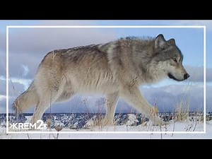 Center for Biological Diversity intends to sue US Fish and Wildlife Service over gray wolf recovery