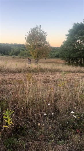 When he finds his reward at the end of his mock track #bloodhound #training #recovery #practice #tracking