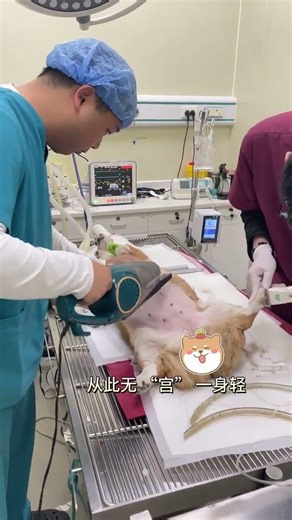 Save Your Puppy: Sterilize and Banish Health Woes Pyometrum DogCare PuppyLove