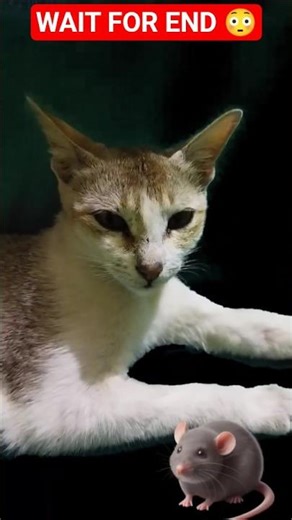 Cat vs Mouse Real Life Tom & Jerry 🐱🐭 #shorts