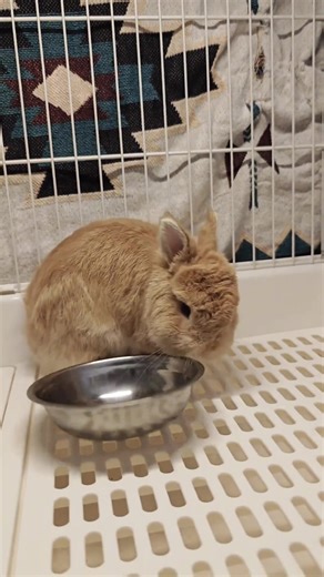 Effective Chewing Products for Healthy Bunny Teeth