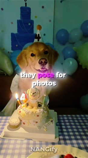 Dog’s 4th BIRTHDAY Party