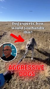 What looks like aggression is often territorial communication. Barking, stomping, and posturing are requests for space, not invitations to fight. Calm, confident energy keeps everyone safe. 👉 Watch more videos like this on my YouTube channel! | Cesar Millan