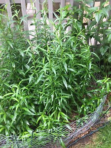 Plants for Monarchs: Milkweeds and More