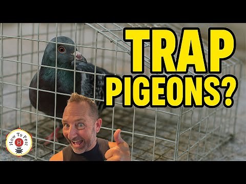 How To Trap Pigeons FAST 🕊️ | DIY Bird Control That Actually Works!