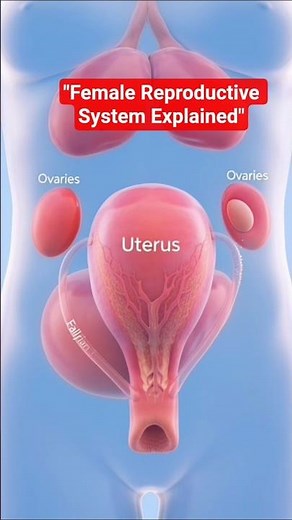 Female Reproductive System Explained | Menstrual Cycle & Ovulation (3D Medical Animation)