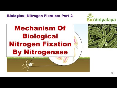 Biological Nitrogen Fixation (Part 2) | Mechanism of Nitrogen Fixation by Nitrogenase | CSIR NET